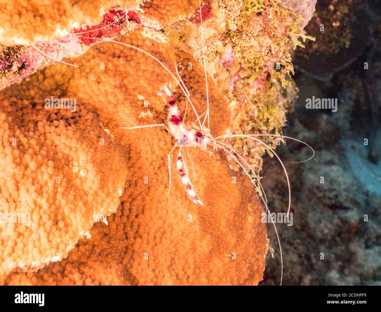 Nahaufnahme von Korallenriffs in Korallenriff von Die Karibik / Curacao Stockfoto