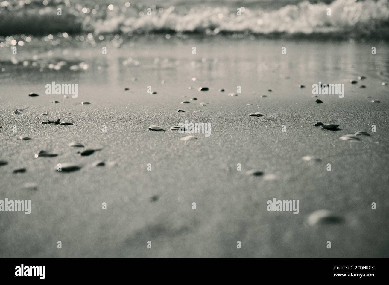 Verschwommener schwarz-weißer Nordseehintergrund mit Muscheln und Surfen Stockfoto