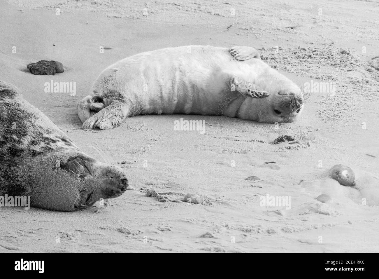 Schwarz-weiße Bilder eines jungen, grauen Robbenjungen (Halichoerus grypus) Rollt sich am Strand von Horsey in der Nähe des Schlafes herum Mutter Stockfoto