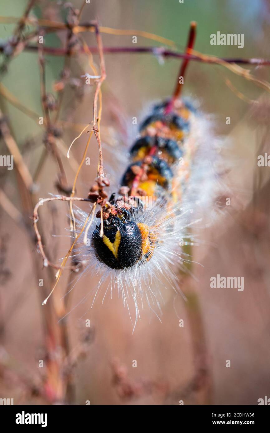 Kopf auf Ansicht eines Buff Tip Motte (Phalera bucephala) Durch die Suffolk Vegetation kriechen Stockfoto