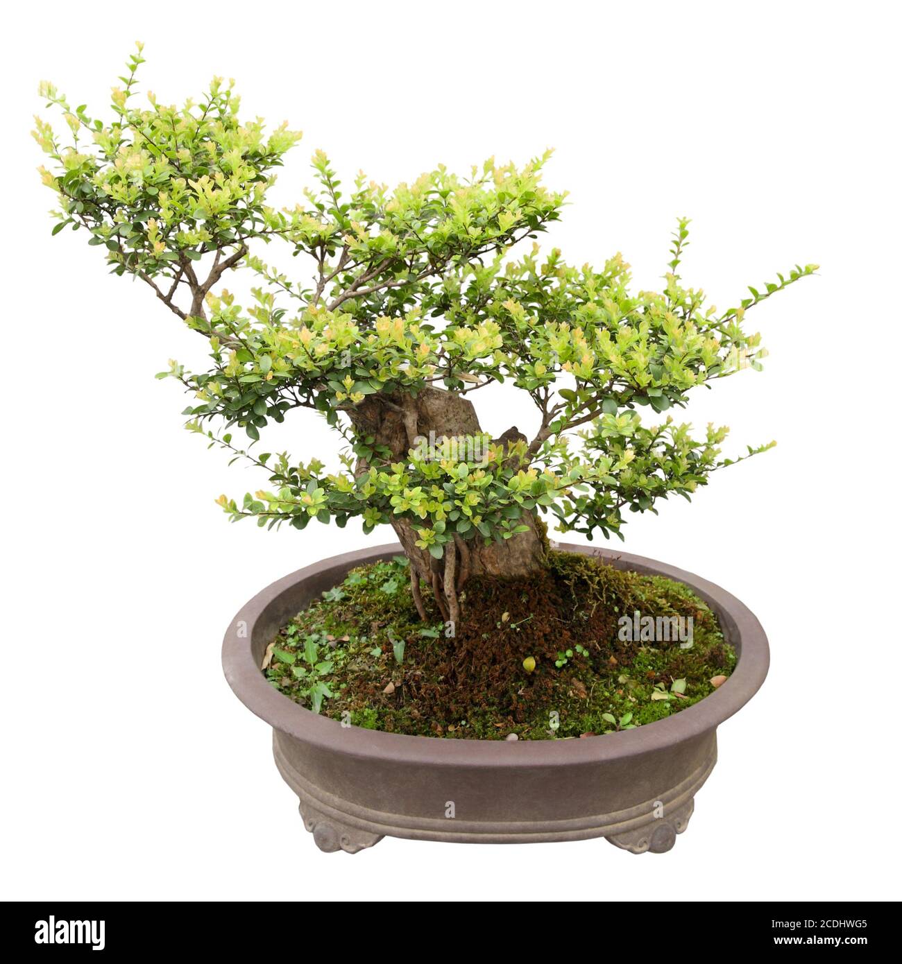 China tree bonsai Fotos und Bildmaterial in hoher Auflösung Alamy