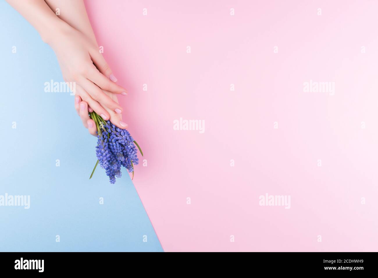 Schöne zarte Damenhände mit einer stilvollen rosa Maniküre auf einem rosa und blauen Hintergrund mit einer Blume in der Hand Stockfoto