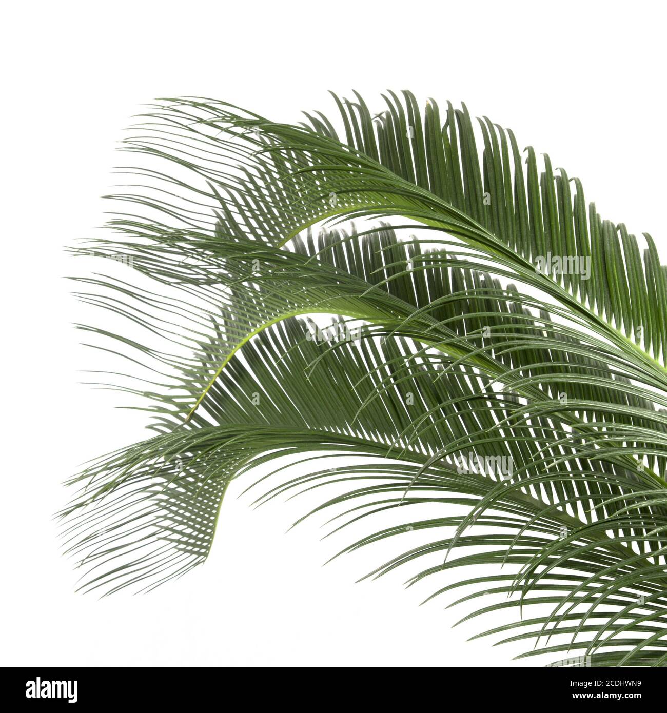 Blätter der Palme Stockfoto