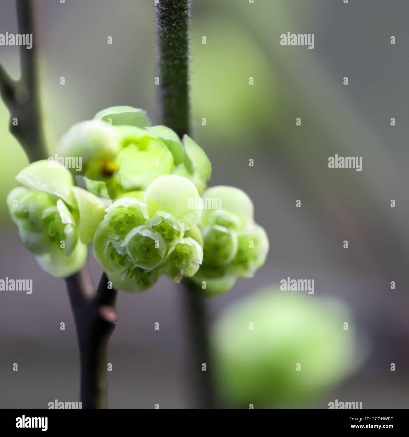 grüne Blume Stockfoto