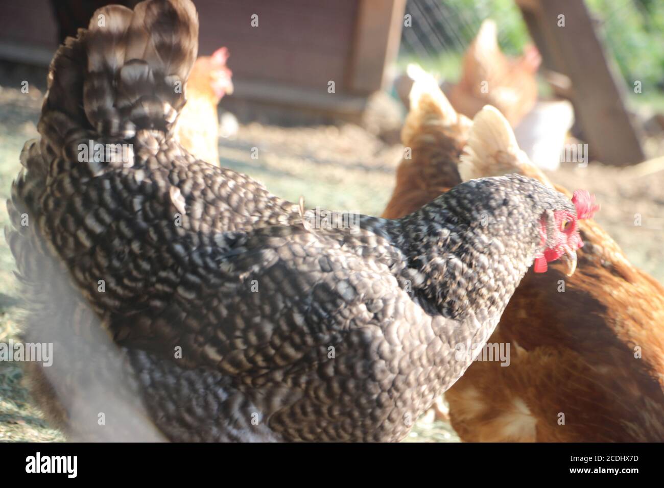 Haushuhn Kuken Male Female Stockfotos Und Bilder Kaufen Alamy