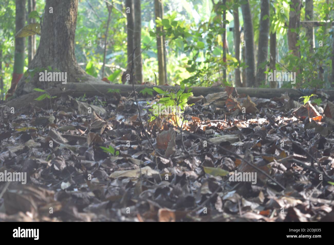 Kompost aus trockenen Blättern. Trockene Blätter im Wald Stockfoto