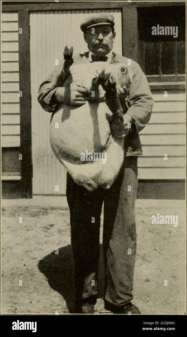 . Schafmanagement, Rassen und Richten für Schulen; ein Lehrbuch für den Hirten und Schüler. Führte alle Rassen von Schafen führen ziemlich gut, mit Ausnahme der feinen Wolle. Diese sind morestubborn als der Rest, aber dennoch kann jede Rasse beled, wenn die richtige Methode verfolgt wird. Wenn ein Schaf isto geführt werden, erhalten auf seiner linken Seite, genau das gleiche wie ifyou würde ein Pferd oder eine Kuh führen. Wie in der begleitenden Abbildung gezeigt, legen Sie Ihren linken Arm um seinen Hals, und Ihre rechte Hand auf das Ende seines Schwanzkopfes, kitzeln es nur ein wenig dort, und Sie werden feststellen, dass es in der Regel kommen yourway sehr qu Stockfoto