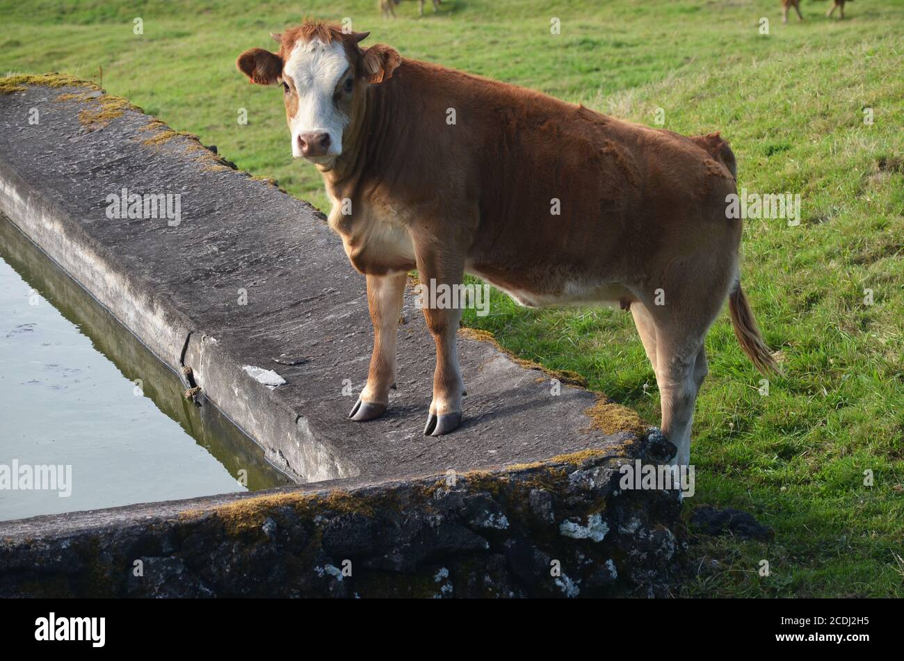 Rinder auf der Insel Pico, Azoren-Archipel, eine der ländlichsten Regionen Europas Stockfoto