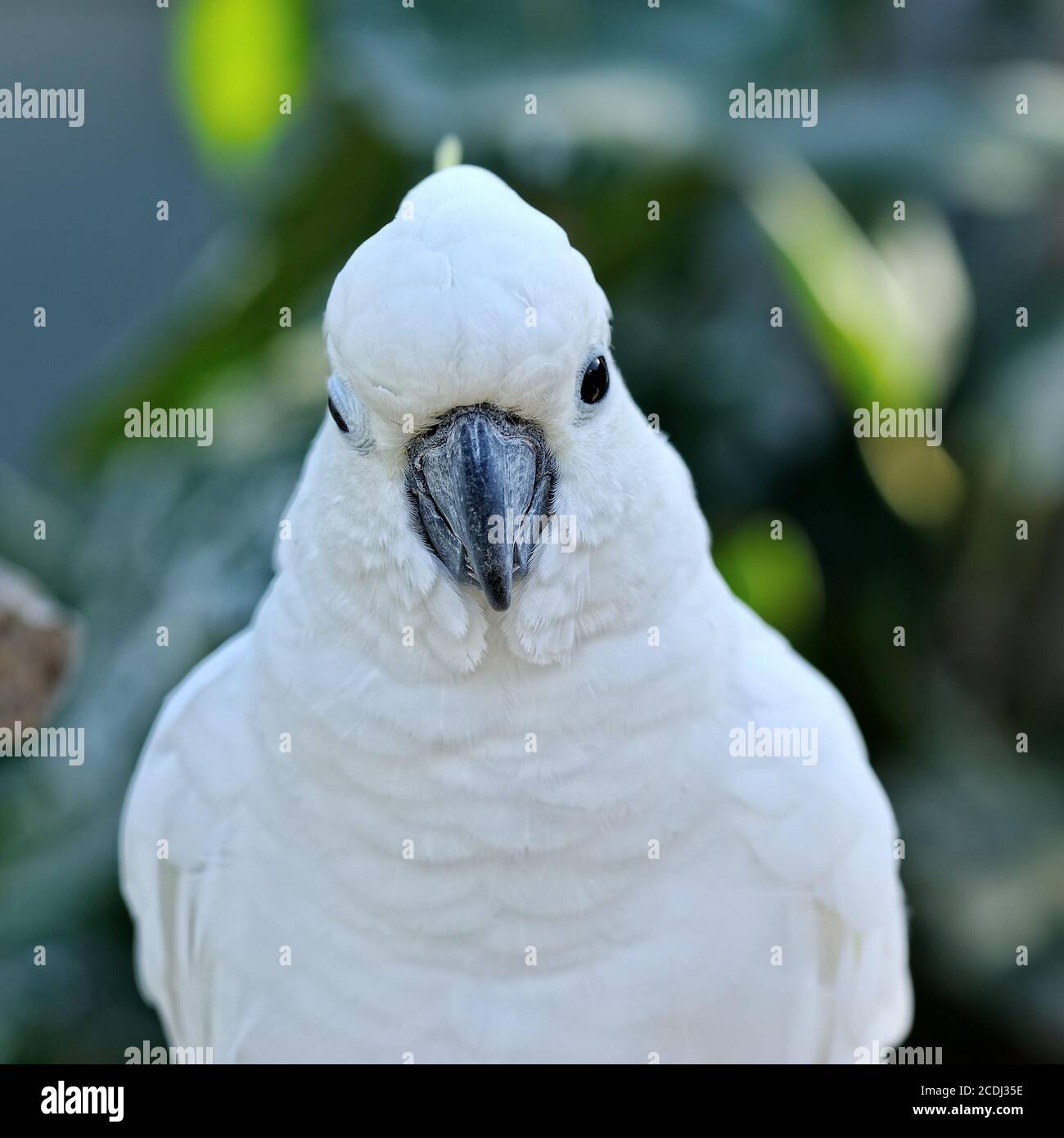 Kopf des weißen Kakadus. Stockfoto