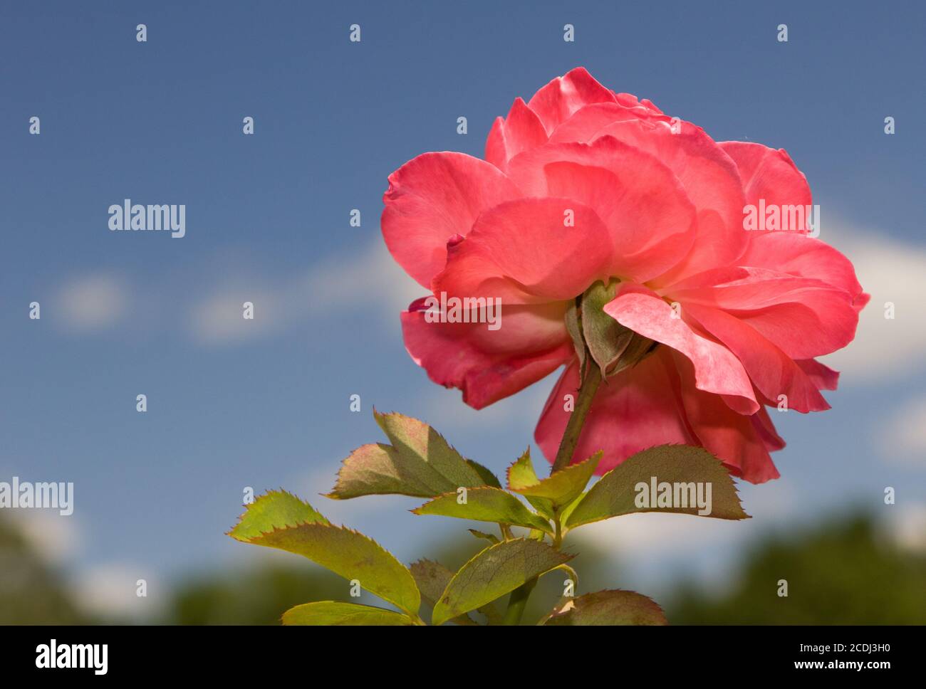 Single Sherbert Rose Stockfoto