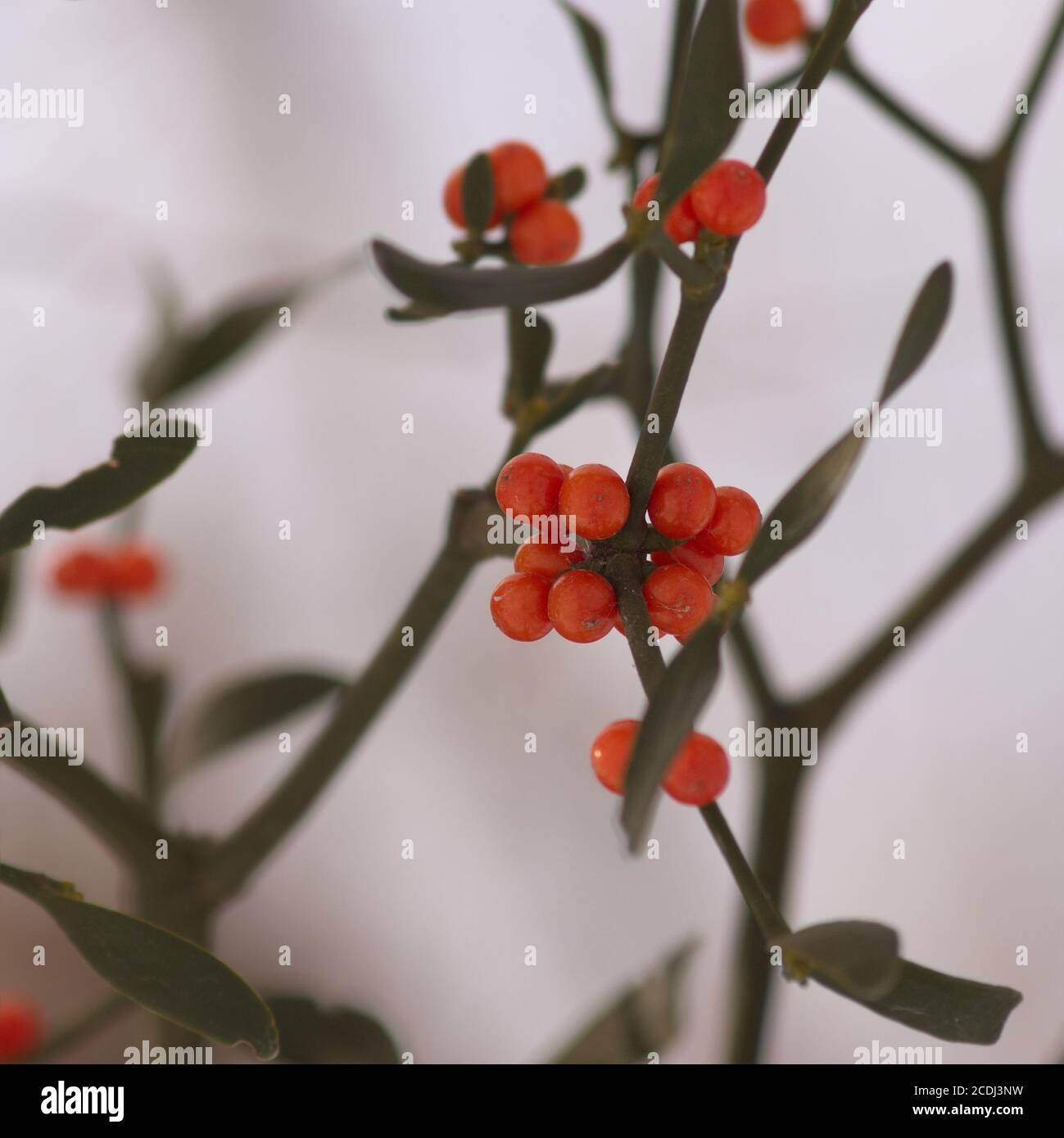 Ast Mistel mit Beeren im Winter Stockfoto