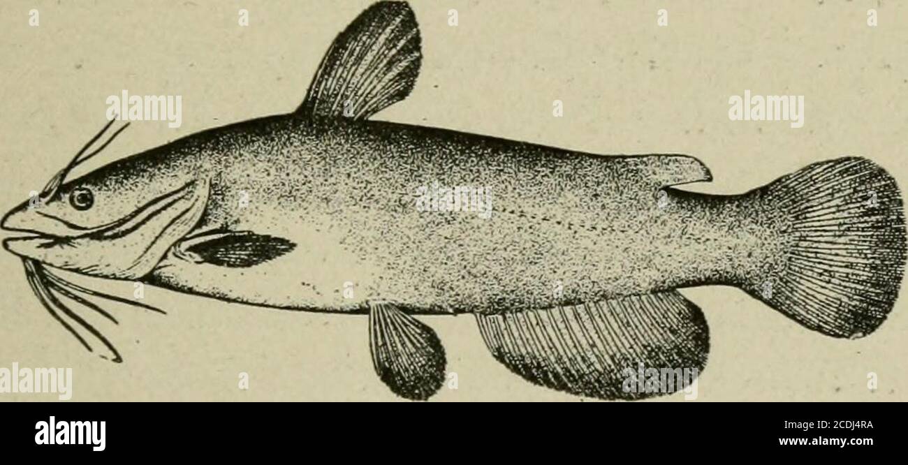 Fishcraft Eine Abhandlung Uber Susswasserfische Und Fischerei Verschiedene Namen Alewife Skipjack Und Shad Hering Hat Eine Breite Palette Von Den Grossen Bachen Des Oberen Mississippi Val Ley In Lake Michigan Und Lake