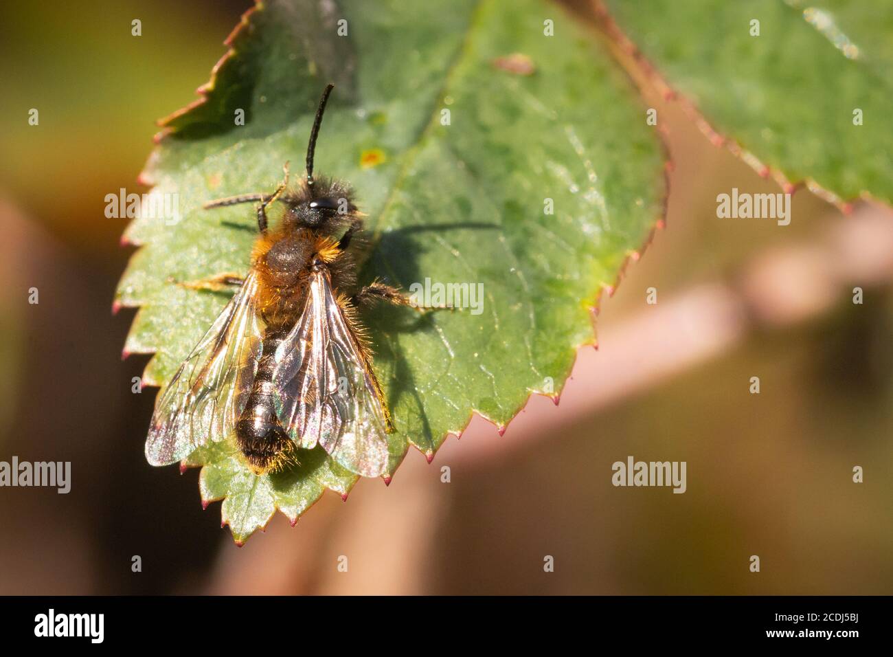 Eine tawny Bergbau Biene (Adrena fulva) hält für eine Pause und eine saubere auf einem Blatt in einem Newmarket Garten Stockfoto