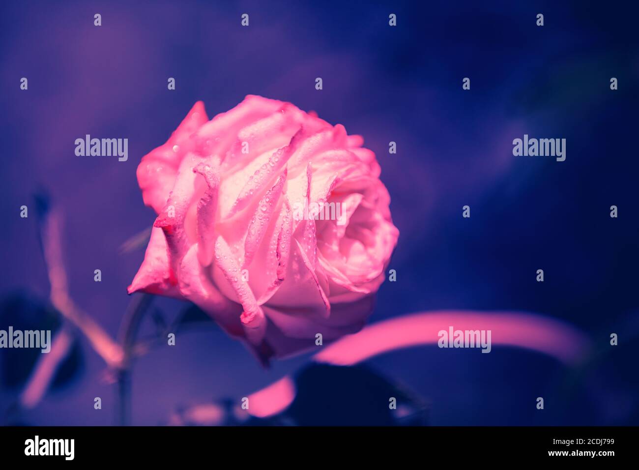 Vintage blühende Rose mit Tropfen bedeckt. Stieg nach Regen (im Tau). Natur Hintergrund Stockfoto