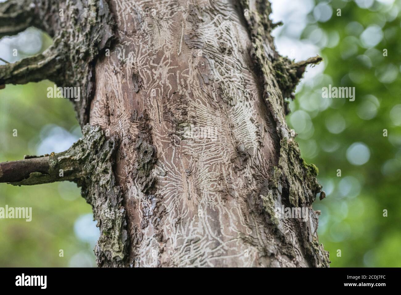 Tell-Tale Tunnel langweilige Spuren von Elm Bark Beetle, die den Pilz Ophiostoma ulmi, die den Baum mit Dutch Elm-Krankheit infiziert, DED führt. Stockfoto