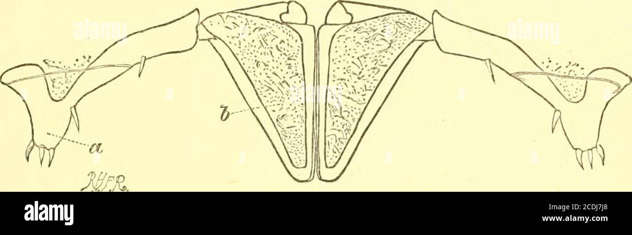 . Transaktionen der Entomological Society of London. Machdls maritlma, 5. Das Sternum mit den Anhängseln des achten ahdominalen Somiten: st, Sternum; 2^> die zusammengelegten Basalgelenke (Protopodit) des Gliedes einer Seite, die zwei Zweige, a, den Exopodit, und b, den Endopodit, tragen, hier so modifiziert, dass sie eines der vier Elemente des Tubularovipositors bilden. Die inneren Ränder der vergrößerten und producedexopoditischen Anteile der Protopoditen sind von einem Anotlier mehr abweichend dargestellt, als sie im livinginsect tun, um die Art der Einfügung der Endopoditen zu erlauben, gesehen zu werden. Stockfoto