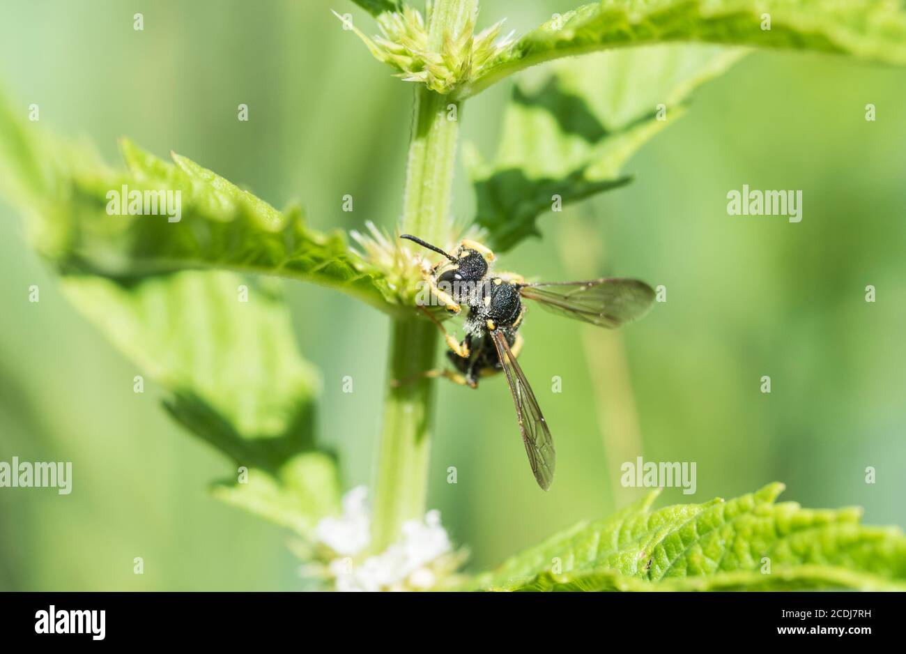 Digger Wasp (Cerceris rybyensis) Fütterung von Gypsywort (Lycopus europaeus) Stockfoto