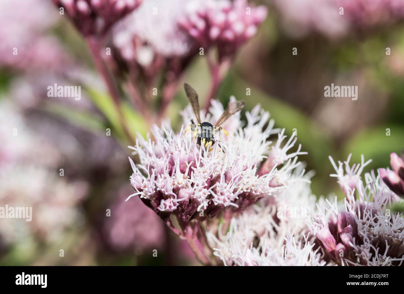 Digger Wasp (Cerceris rybyensis) füttert Hanf-Agrimony (Eupatorium cannabinum) Stockfoto