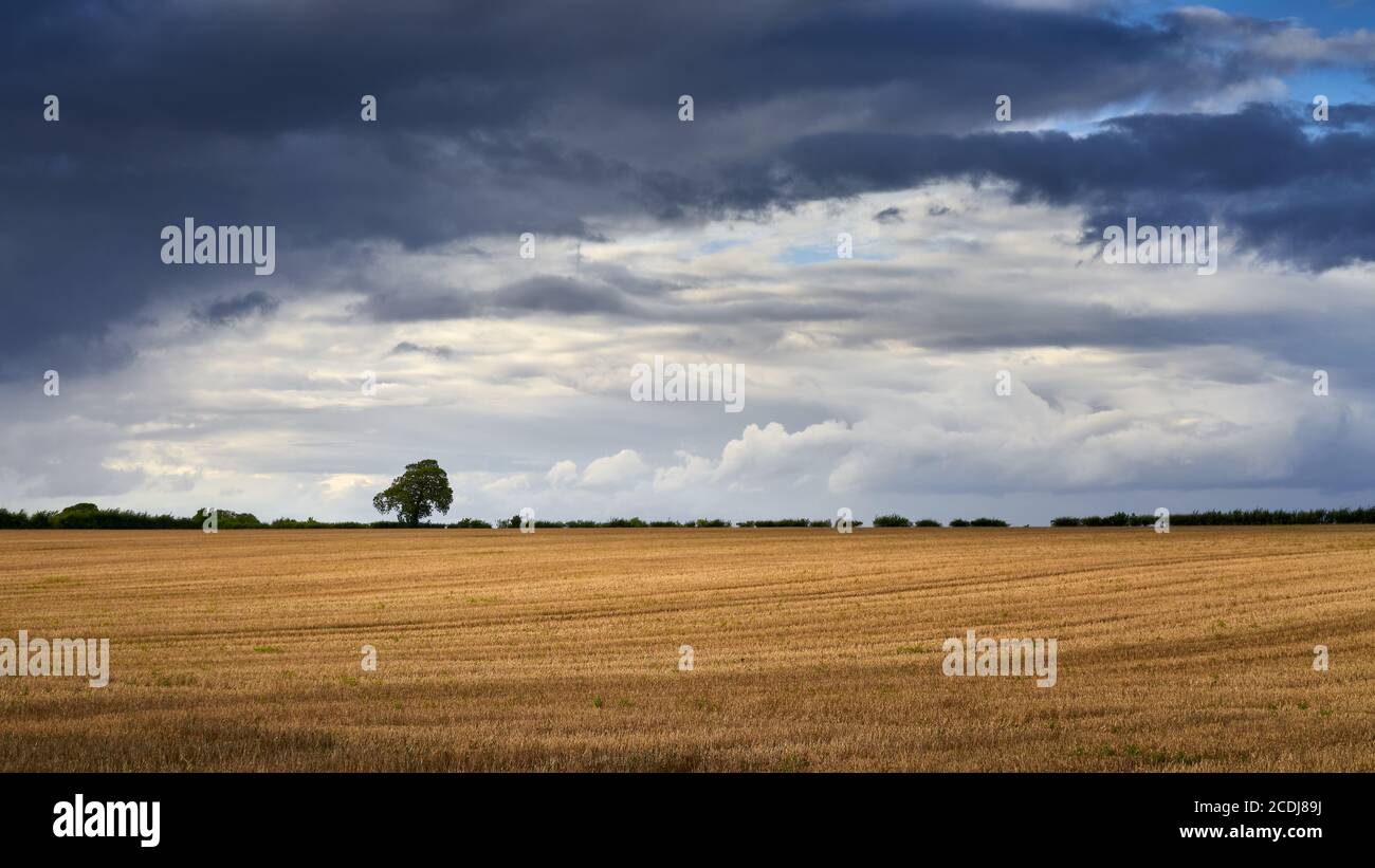Dunkle, bedrohliche Sommersturmwolken, die über einem entfernten Einöden heraufziehen Baum in einem vor kurzem geernteten leeren Lincolnshire Stoppeln Feld Stockfoto