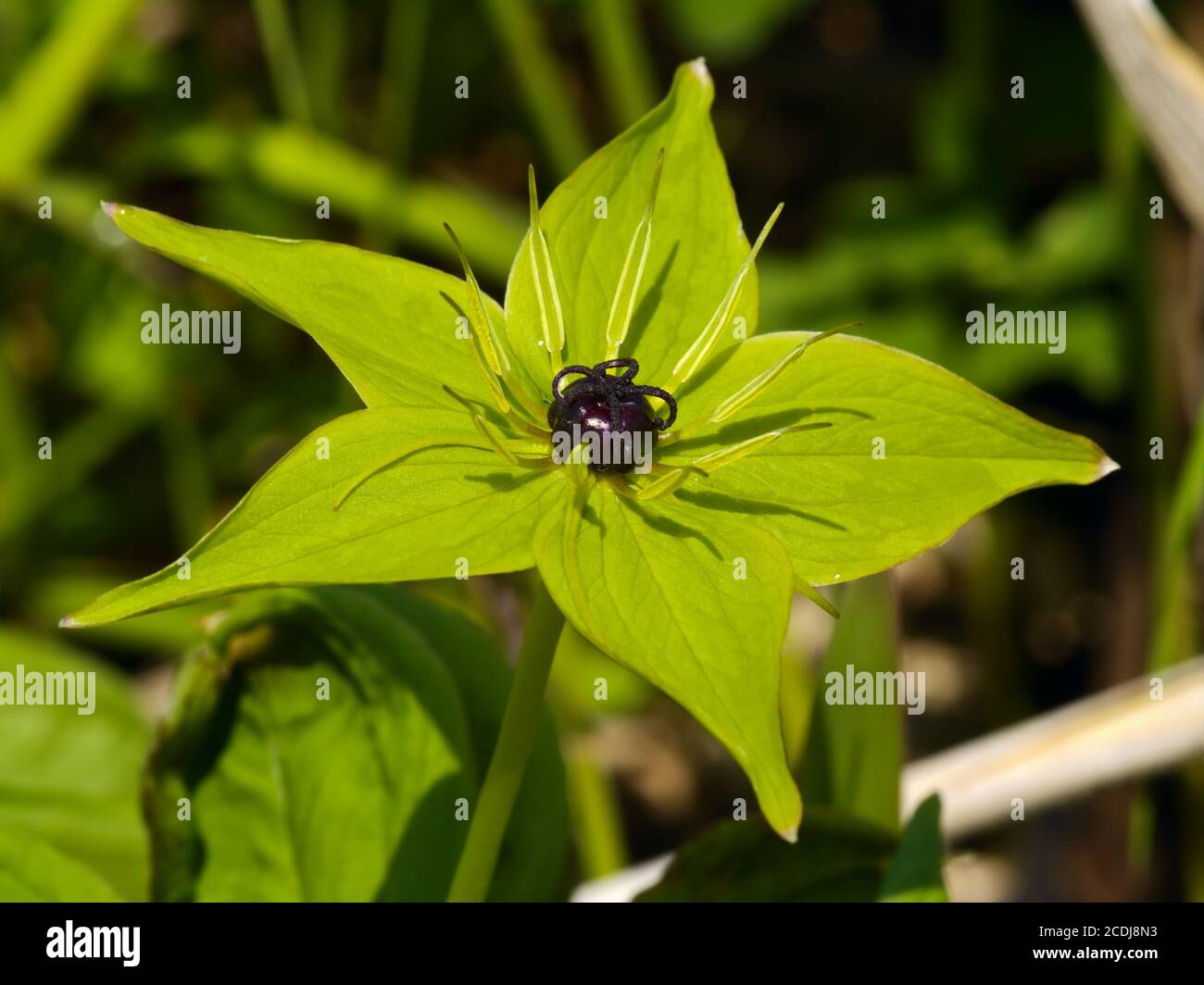 Grüne Blume einer giftigen Pflanze Stockfoto