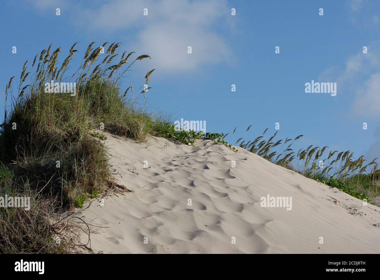 Port Mansfield, TX 6. August 2007: Sanddünen auf der südlichen Padre Island, TX, südlich vom Mansfield Cut. Willacy County hat davon gesprochen, das Land im Besitz der Naturschutzorganisation zu übernehmen und seine Macht als herausragendes Gebiet für den Tourismus zu nutzen. ©Bob Daemmrich Stockfoto