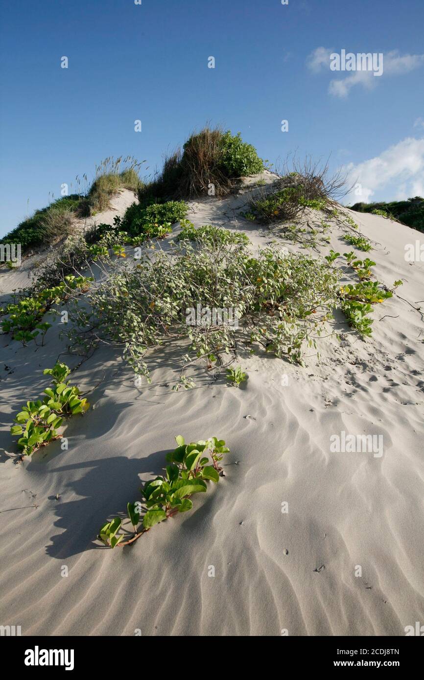 Port Mansfield, TX 6. August 2007: Sanddünen auf der südlichen Padre Island, TX, südlich vom Mansfield Cut. Willacy County hat davon gesprochen, das Land im Besitz der Naturschutzorganisation zu übernehmen und seine Macht als herausragendes Gebiet für den Tourismus zu nutzen. ©Bob Daemmrich Stockfoto