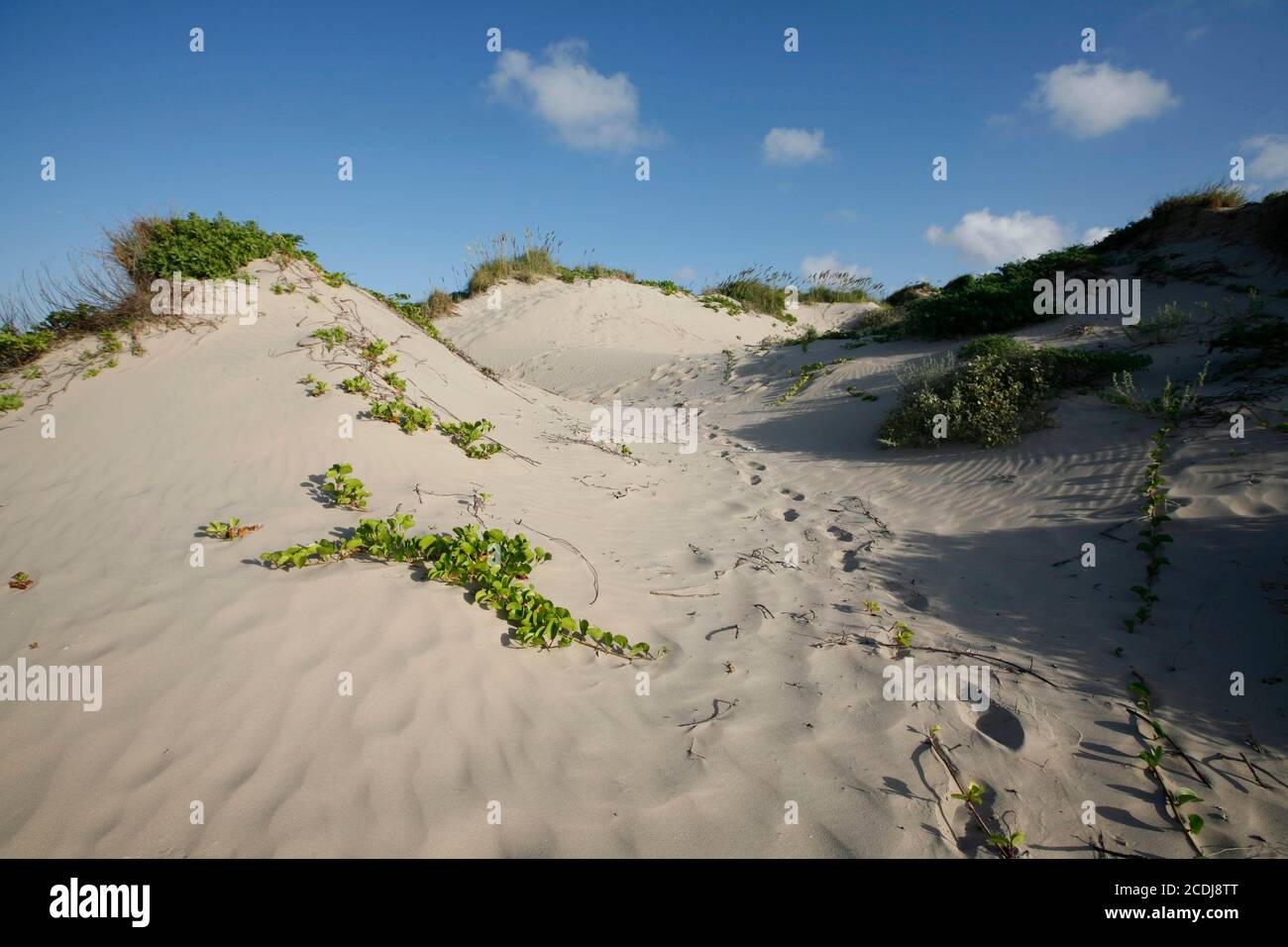 Port Mansfield, TX 6. August 2007: Sanddünen auf der südlichen Padre Island, TX, südlich vom Mansfield Cut. Willacy County hat davon gesprochen, das Land im Besitz der Naturschutzorganisation zu übernehmen und seine Macht als herausragendes Gebiet für den Tourismus zu nutzen. ©Bob Daemmrich Stockfoto