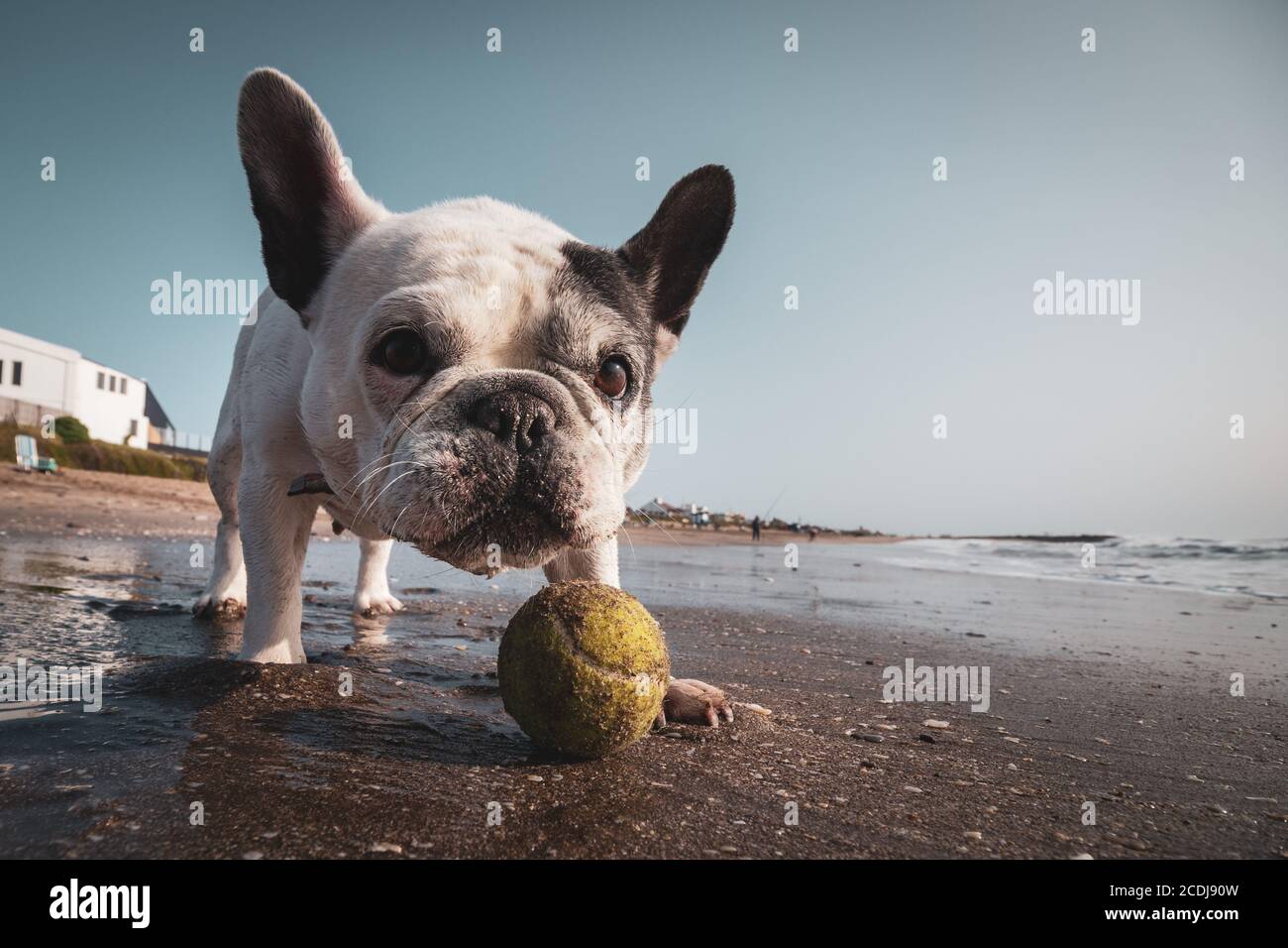 Französische Bulldogge spielt mit einem Tennisball am Strand Stockfoto