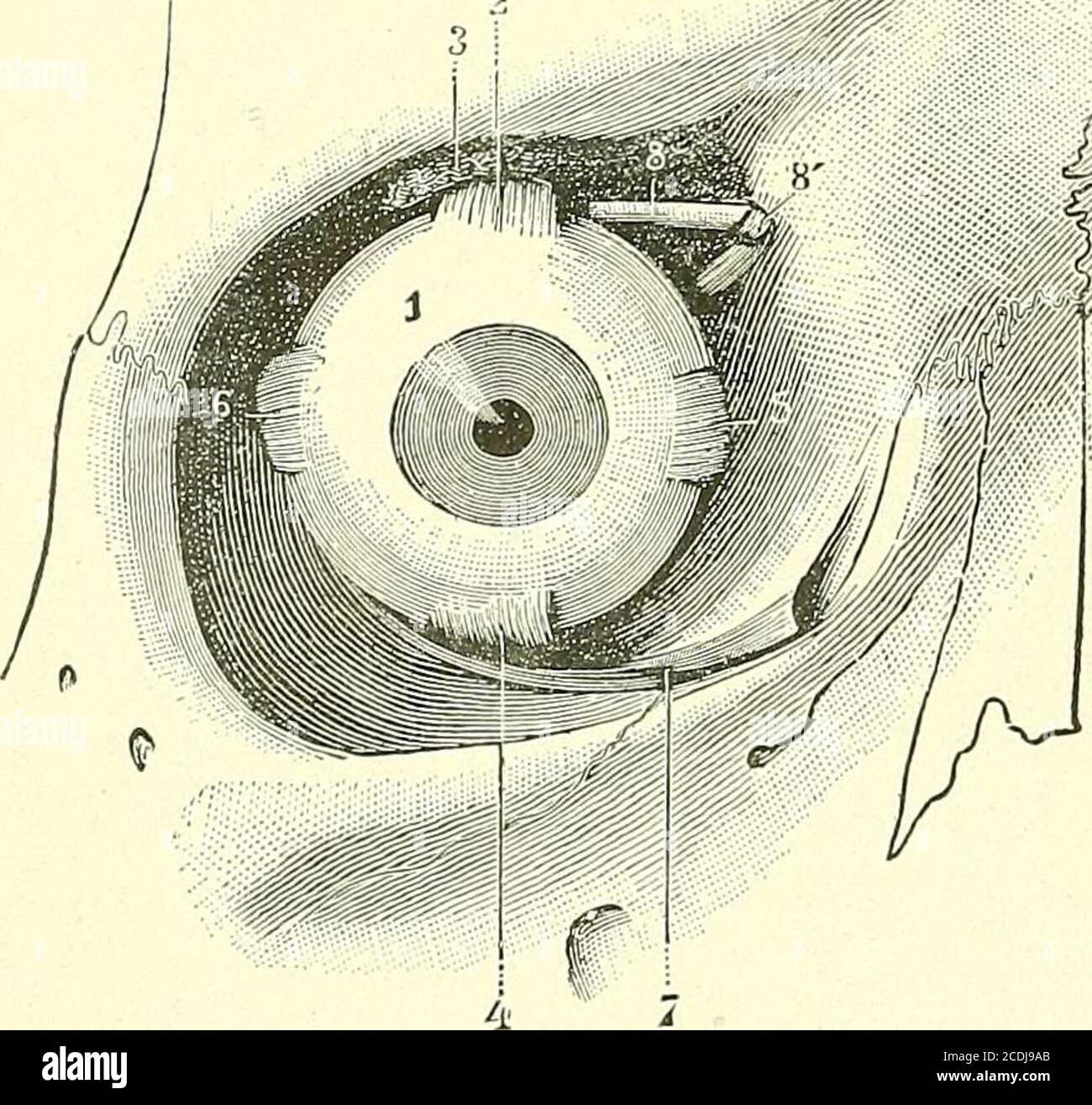 Corneal limbus Fotos und Bildmaterial in hoher Auflösung Alamy