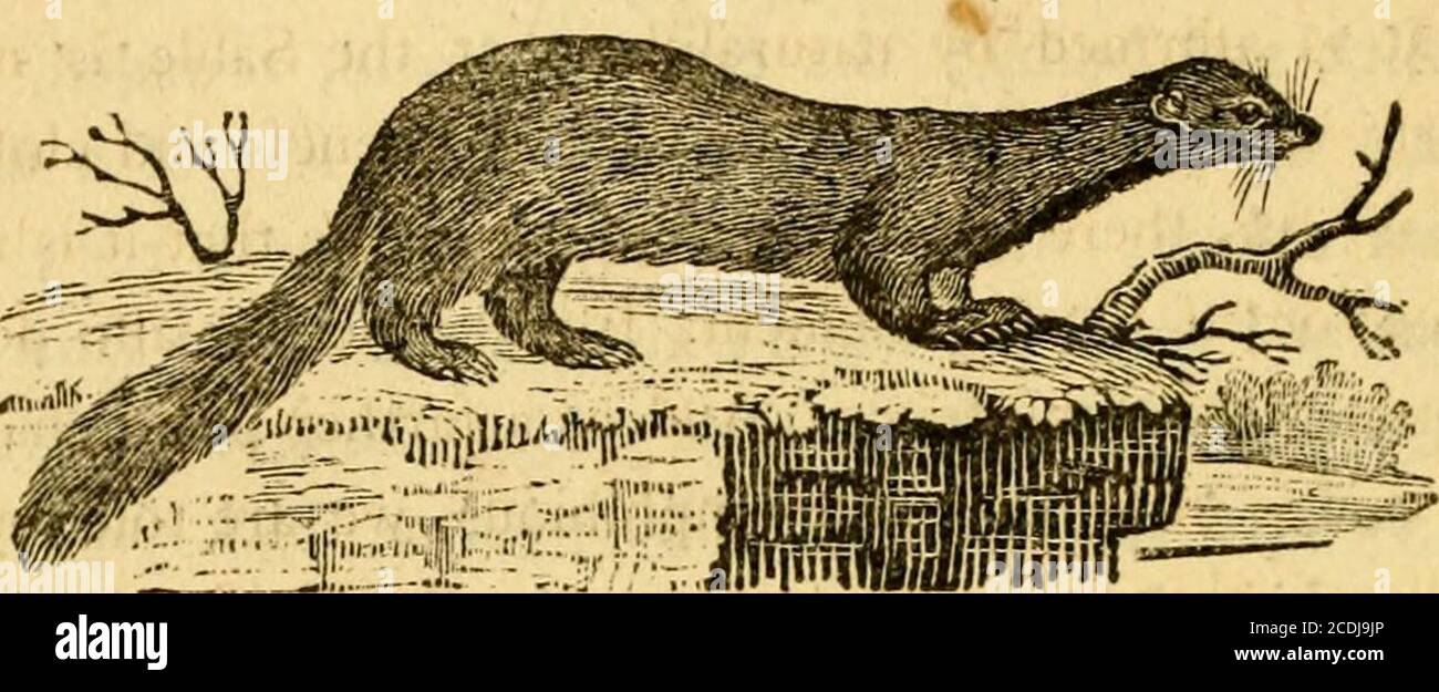 . Eine allgemeine Geschichte der Vierbeiner : die Figuren auf Holz eingraviert . R 258 GESCHICHTE VON VIERBEINER.. DIE SABLE, [Mujiela Zibellinay Lin. – La Zibelwe^ Buff.) So hoch efteemed für seine Fkin, ist ein gebürtiger der fnowyRegions des Nordens: Es wird hauptsächlich in Sibirien, Kamftschatka und Fome der iflands gefunden, die er betweenthat Land und Japan. Es ist auch in Lappland zu finden. Die Darkefl Pelze sind die Moft wertvoll. Ein Fingerfkin, wenn auch nicht über vier Zoll breit, ist manchmal so hoch wie fünfzehn Pfund geschätzt. Die Fabel unterscheidet sich von Aletherpelzen darin, dass sich das Haar mit gleichem eafe zu beiden Fieren dreht. Stockfoto . Eine allgemeine Geschichte der Vierbeiner : die Figuren auf Holz eingraviert . R 258 GESCHICHTE VON VIERBEINER.. DIE SABLE, [Mujiela Zibellinay Lin. – La Zibelwe^ Buff.) So hoch efteemed für seine Fkin, ist ein gebürtiger der fnowyRegions des Nordens: Es wird hauptsächlich in Sibirien, Kamftschatka und Fome der iflands gefunden, die er betweenthat Land und Japan. Es ist auch in Lappland zu finden. Die Darkefl Pelze sind die Moft wertvoll. Ein Fingerfkin, wenn auch nicht über vier Zoll breit, ist manchmal so hoch wie fünfzehn Pfund geschätzt. Die Fabel unterscheidet sich von Aletherpelzen darin, dass sich das Haar mit gleichem eafe zu beiden Fieren dreht. Stockfoto