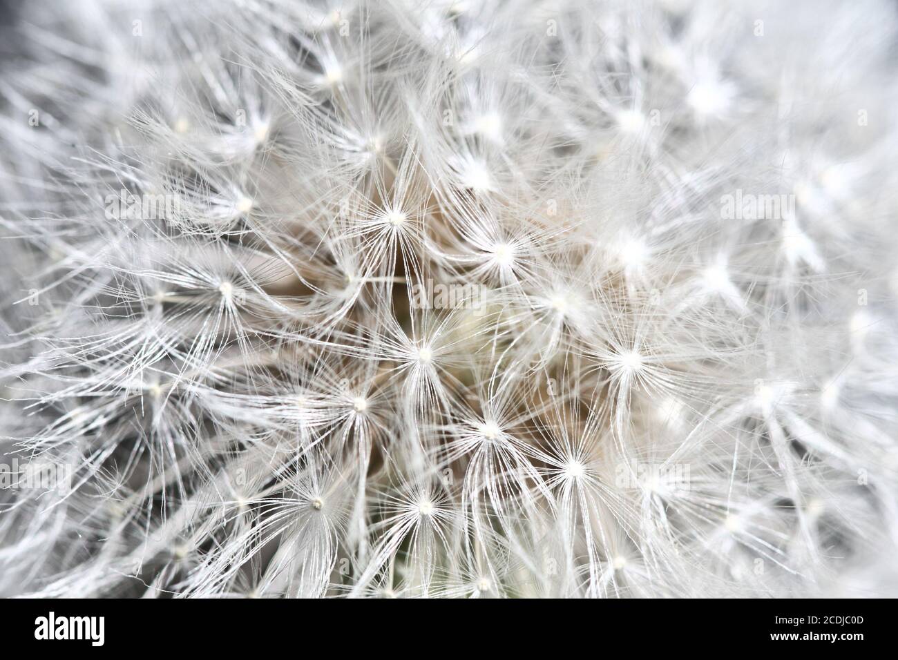 Abstrakter Dandilion-Hintergrund Stockfoto