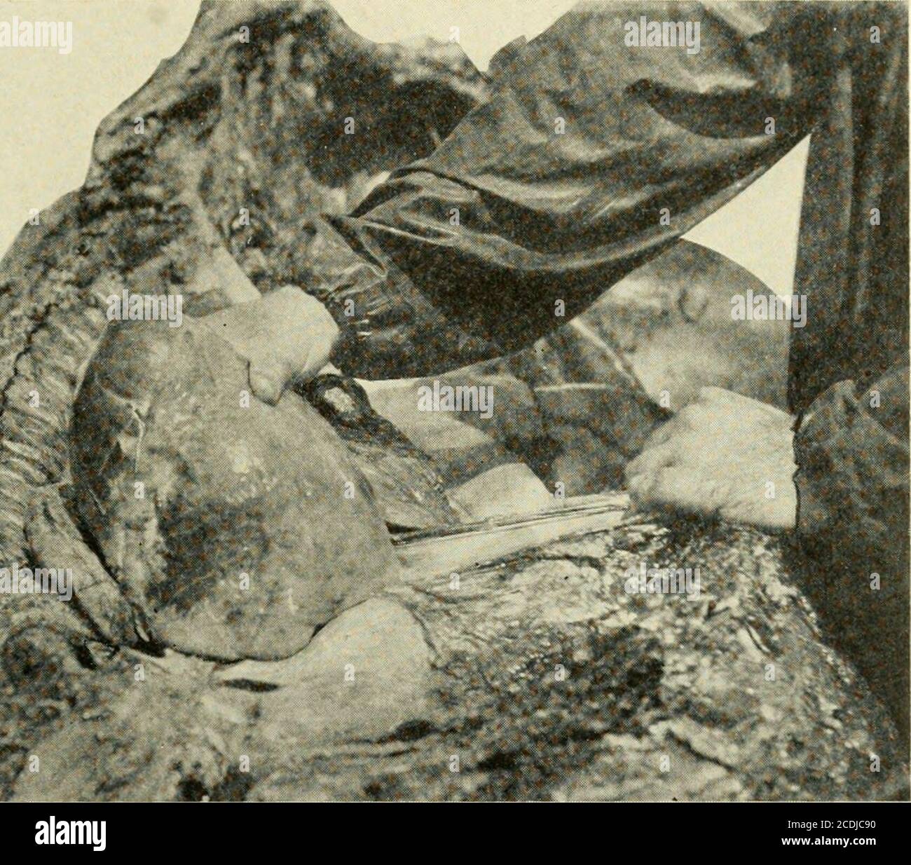 . Tierärztliche Post-mortem Technik . 3 <U gSaQ5 INNENUNTERSUCHUNG DES PFERDES 97 Einen Längsschnitt durch das Herzmuskel von der Basis bis zur Herzkeuse (Abb. L 85, S. Nicht in den Herzmuskel schneiden, sonst kann Blut in die Herzmuskel-Flüssigkeit entweichen. Als nächstes eine Lippe des Einschnitts mit dem Finger zur Seite ziehen und den Charakter der Flüssigkeit untersuchen. Wenn dies festgestellt wurde, muss man nicht so vorsichtig sein über X.. Abb. 84. – Methode der Belichtung Inhalt des Perikardiums SAC. Verunreinigung der Flüssigkeit. Um die Menge zu bestimmen, die die rechte Hand in den Sack legt, fassen Sie den Scheitelpunkt von Th Stockfoto