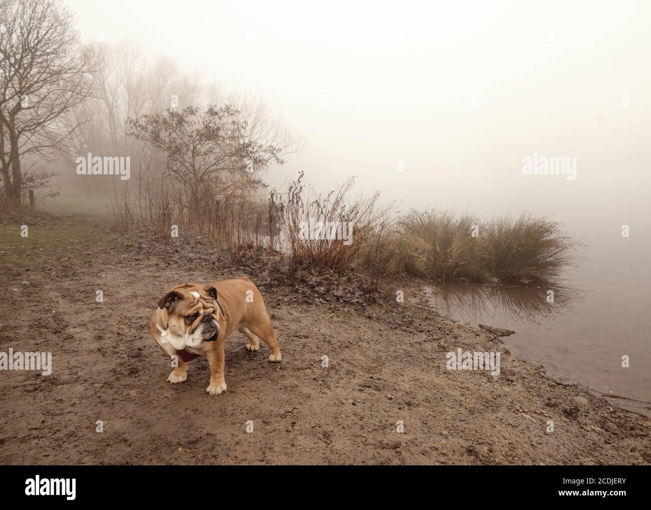 Red English Bulldog für einen Spaziergang in der Nähe des Sees Im Nebel Stockfoto