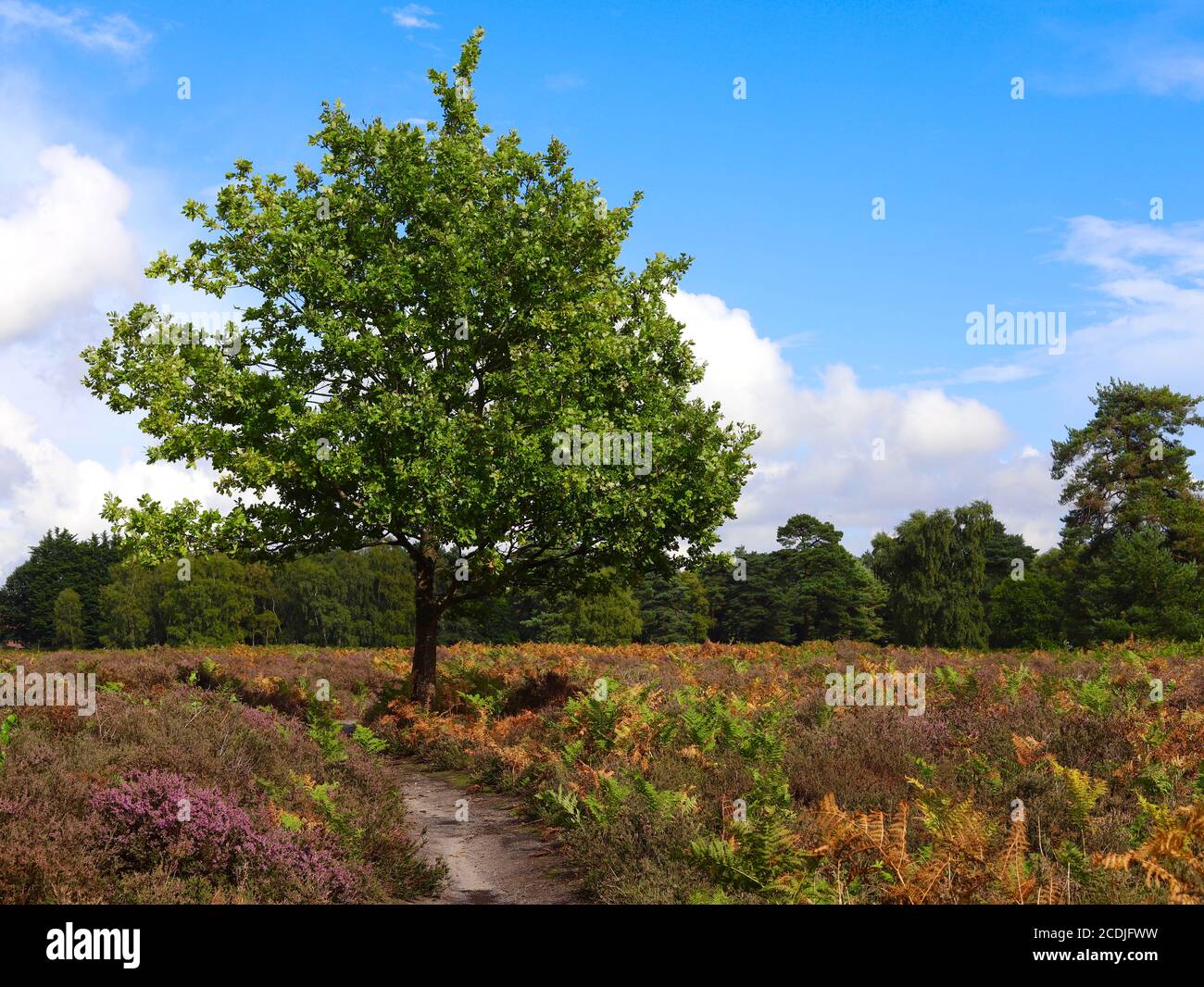 Sutton Heath, Woodbridge, UK - August 2020: Grüne Bäume und bunte Bracken. Stockfoto