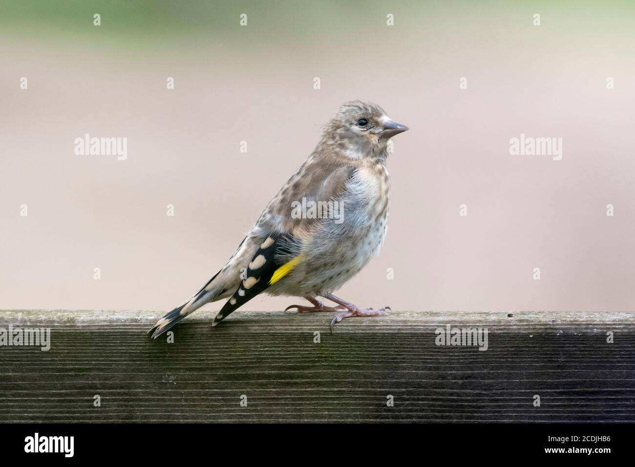 Jugendgoldfink, Carduelis carduelis. Noch in seinem unreifen Gefieder ist es noch nicht das charakteristische rote Gesicht des Erwachsenen zu entwickeln. Stockfoto