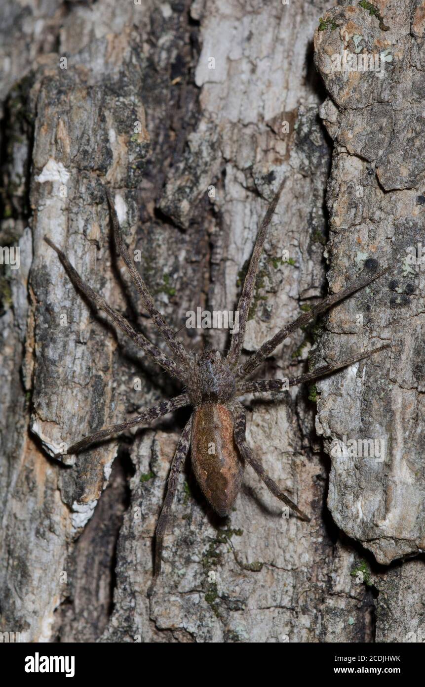 Baumschule Web Spider, Pisaurina Mira Stockfoto