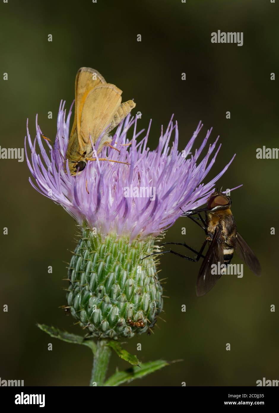 Sachem, Atalopedes huron, männlich und Bienenfliegen, Unterfamilie Anthracinae, Distelennektar, Cirsium sp. Stockfoto