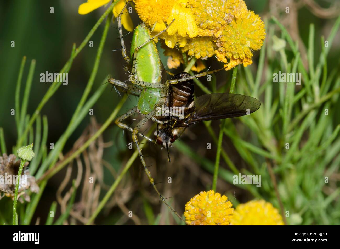 Grüne Luchs Spinne, Peucetia viridans, Fütterung auf gefangenen Bienenfliege, Familie Bombyliidae, auf Sneezeweed, Helenium amarum Stockfoto