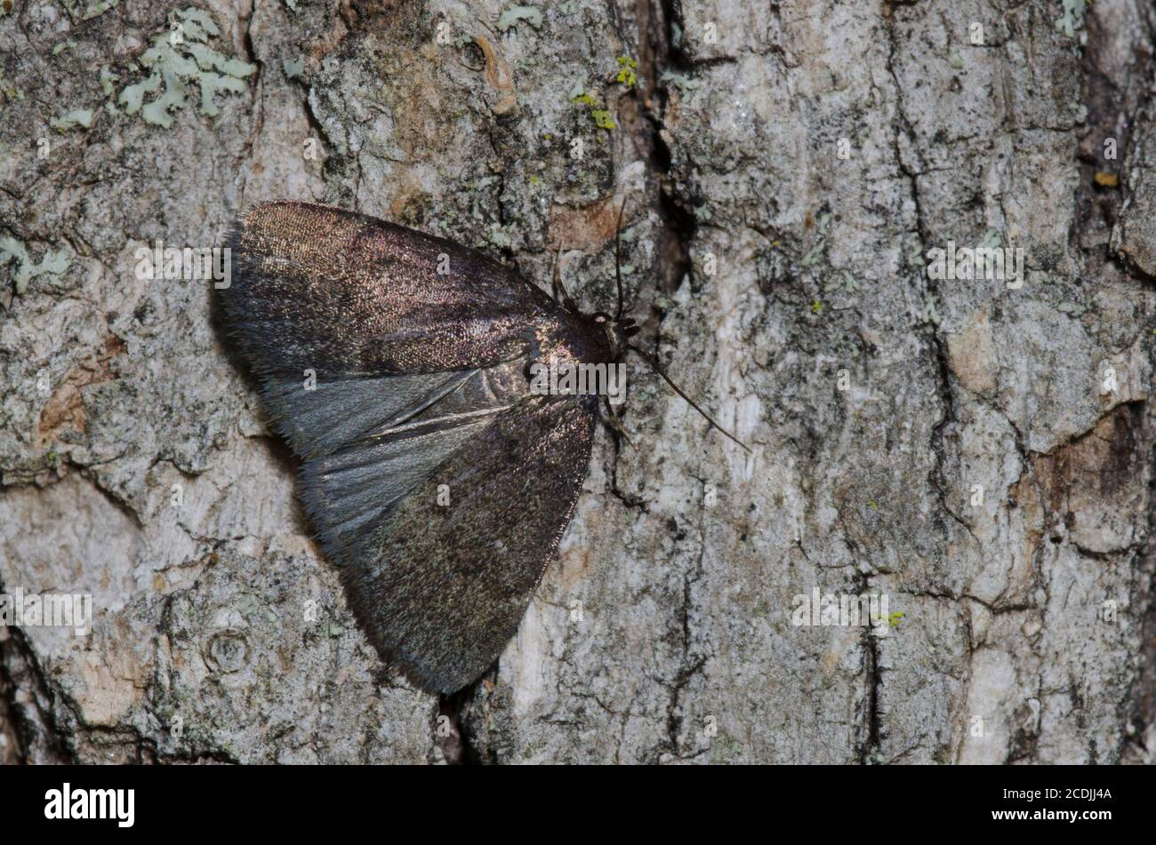 Rotunde Idia Moth, Idia rotundalis Stockfoto