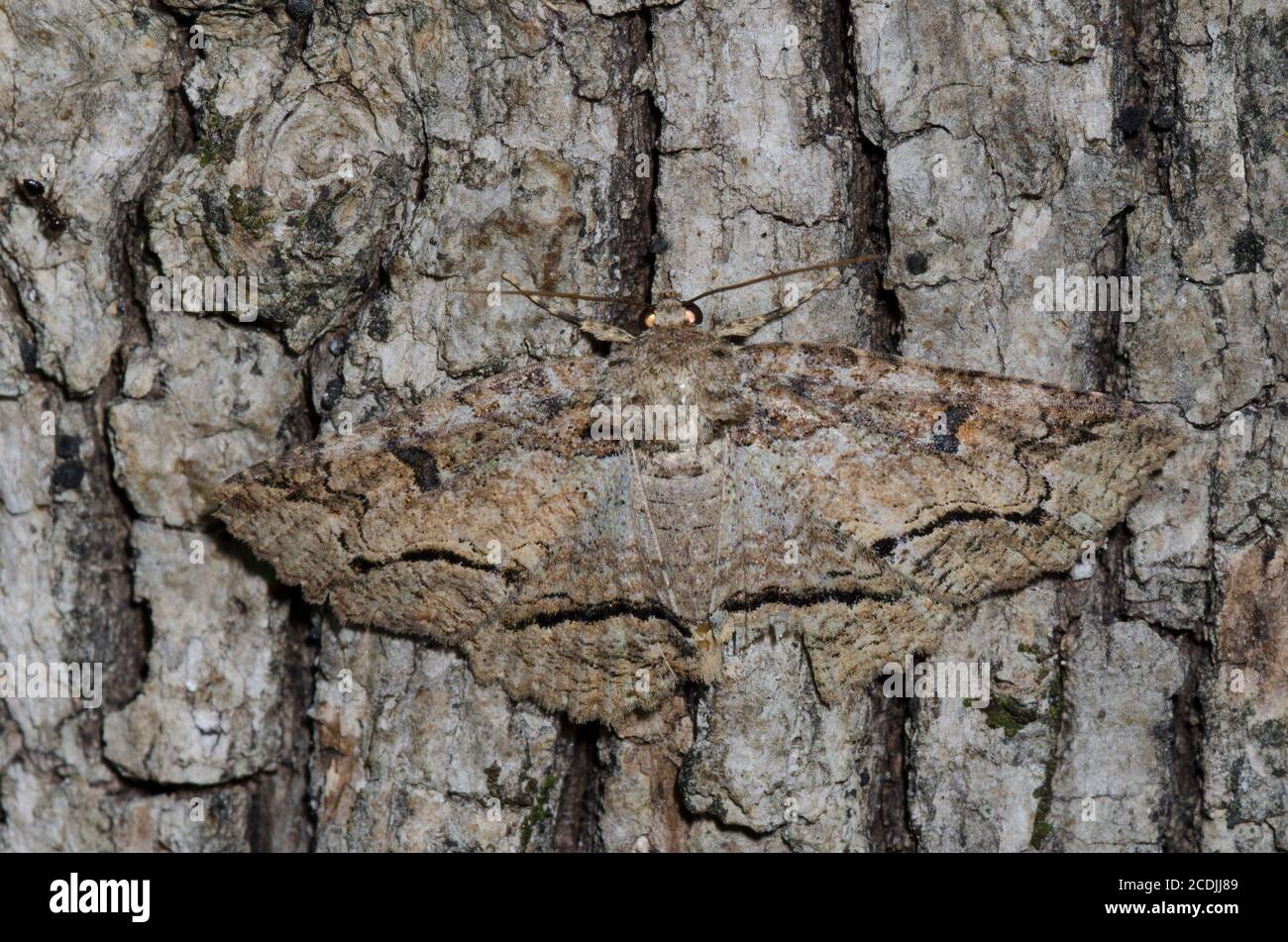 Ahorn Zale Moth, Zale galbanata Stockfoto