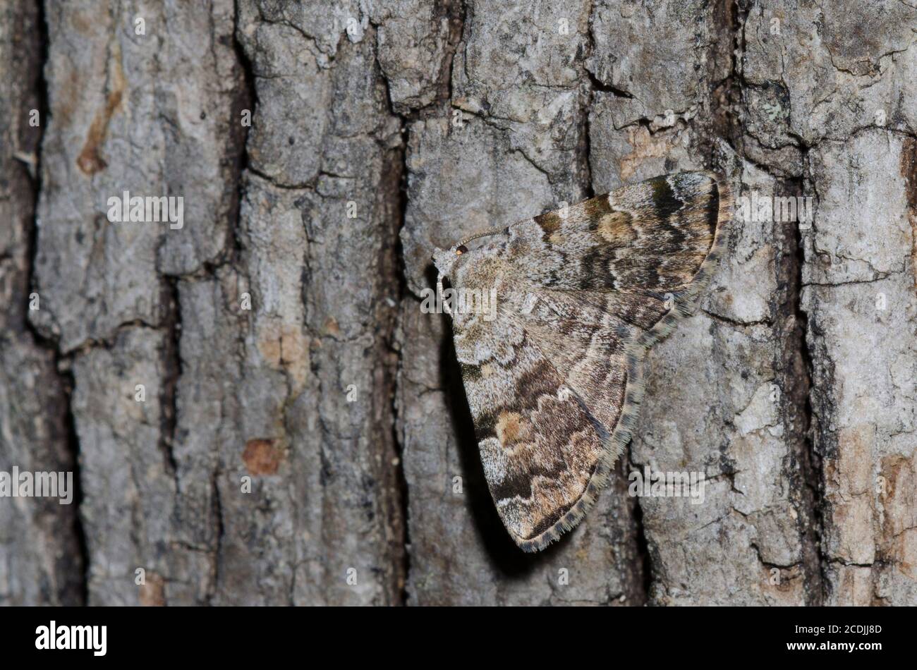 American Idia, Idia americalis Stockfoto