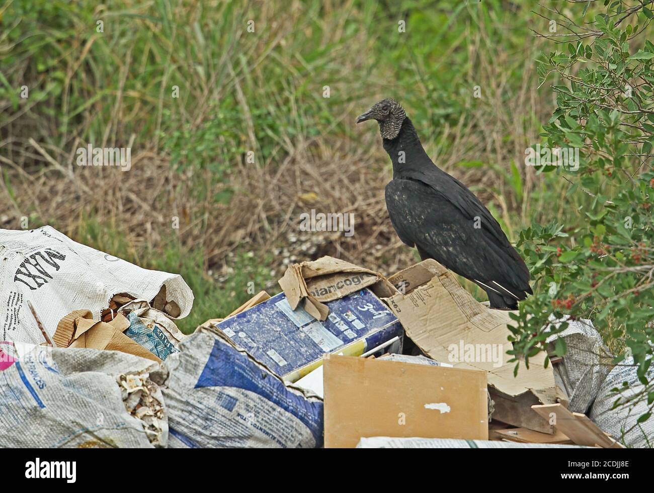 Amerikanischer Schwarzgeier (Coragyps atratus brasiliensis) Erwachsene Nahrungssuche auf Müll Atlantischer Regenwald, Brasilien Juli Stockfoto