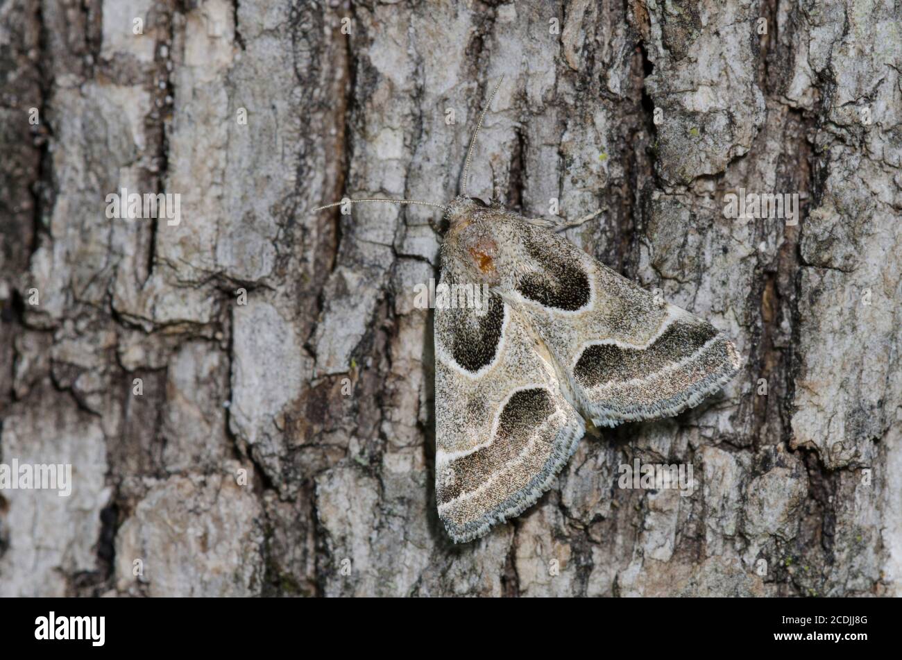 Ragweed Flower Moth, Schinia rivulosa Stockfoto