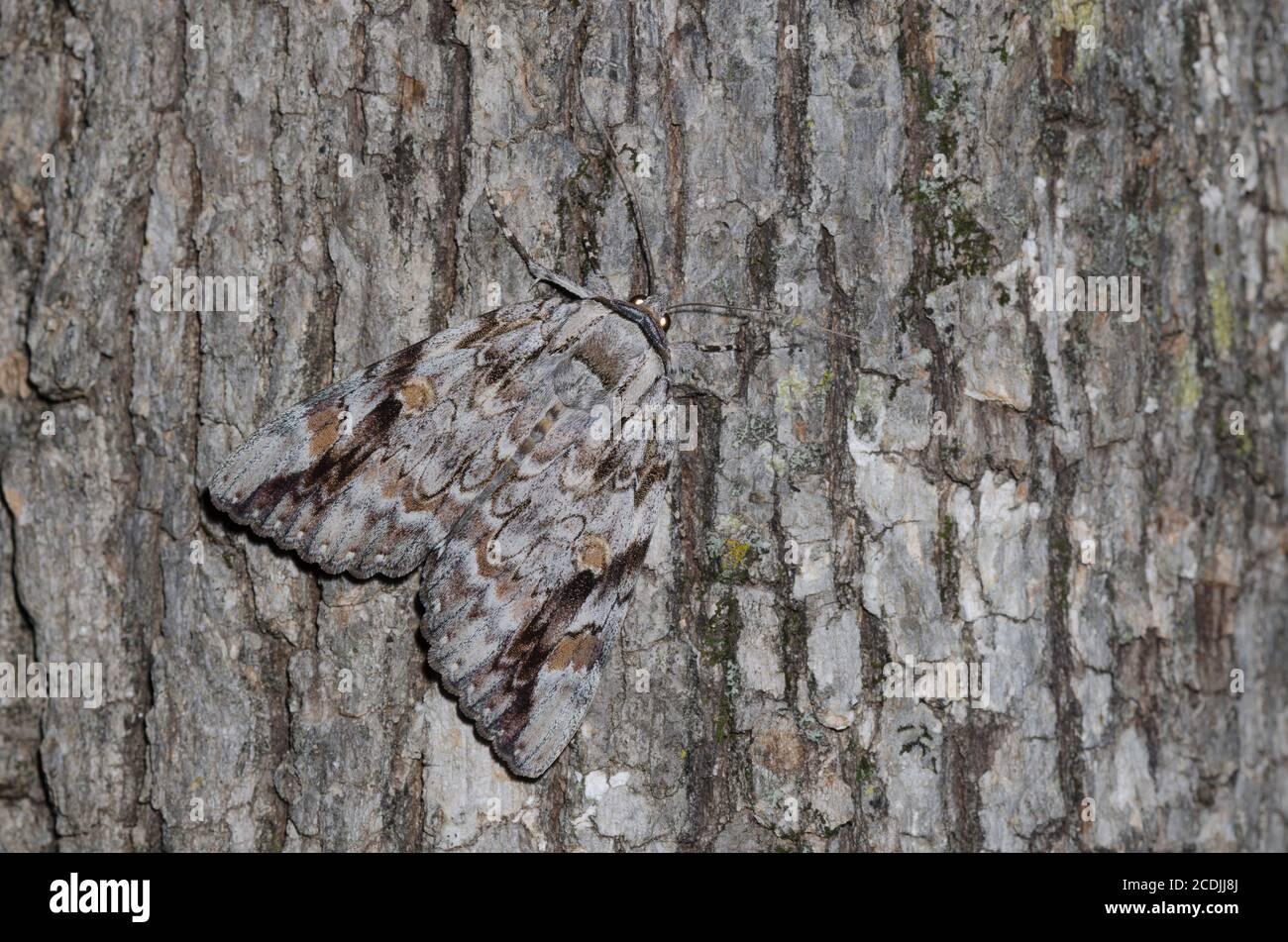Traurige Unterwelt, Catocala maestosa Stockfoto