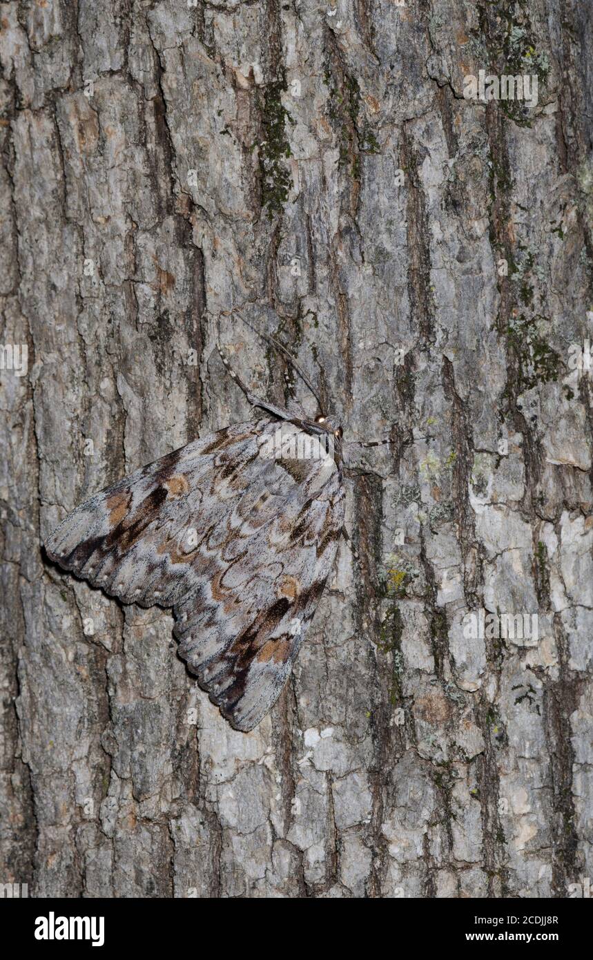 Traurige Unterwelt, Catocala maestosa Stockfoto