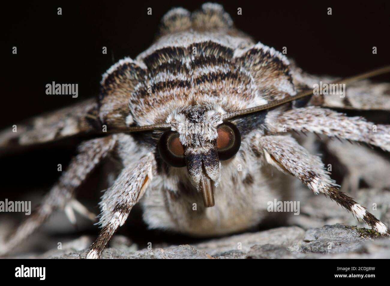 Traurige Unterwelt, Catocala maestosa Stockfoto