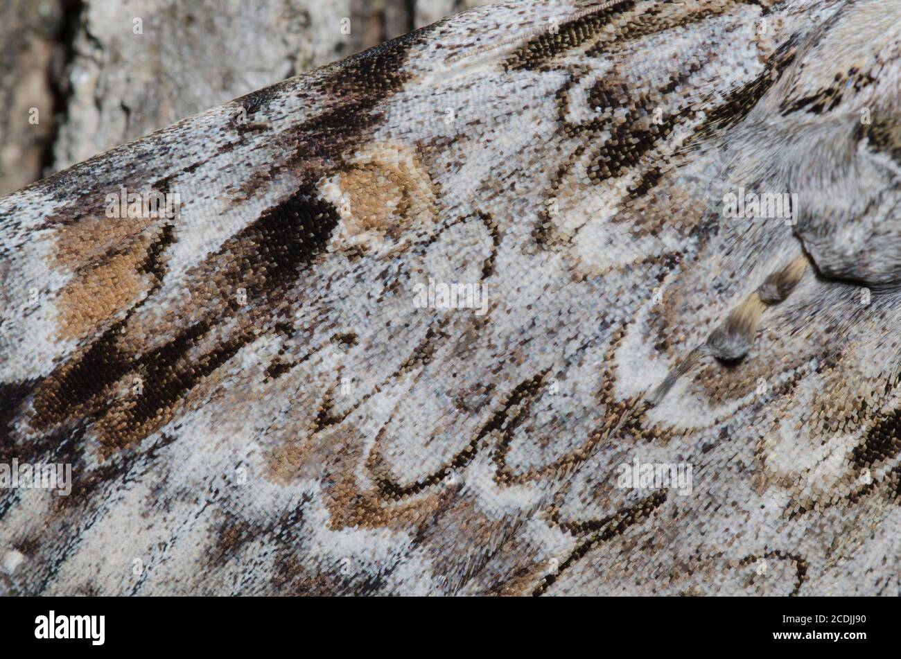 Traurige Unterflügel, Catocala Maestosa, Flügel Detail Stockfoto