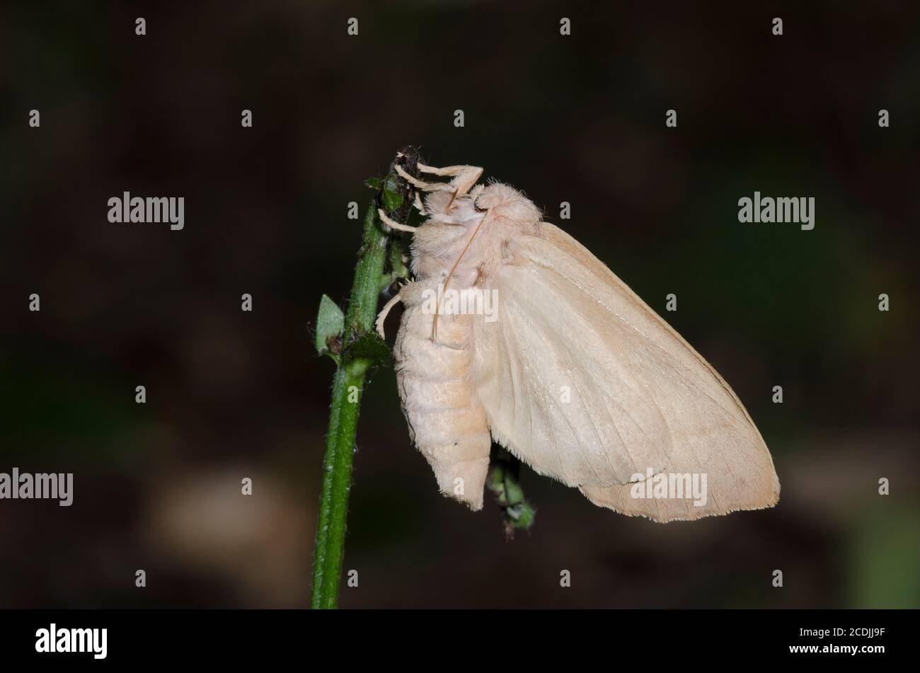 Weiß gepunktete, prominente Nadata gibbosa, bei Nacht Stockfoto