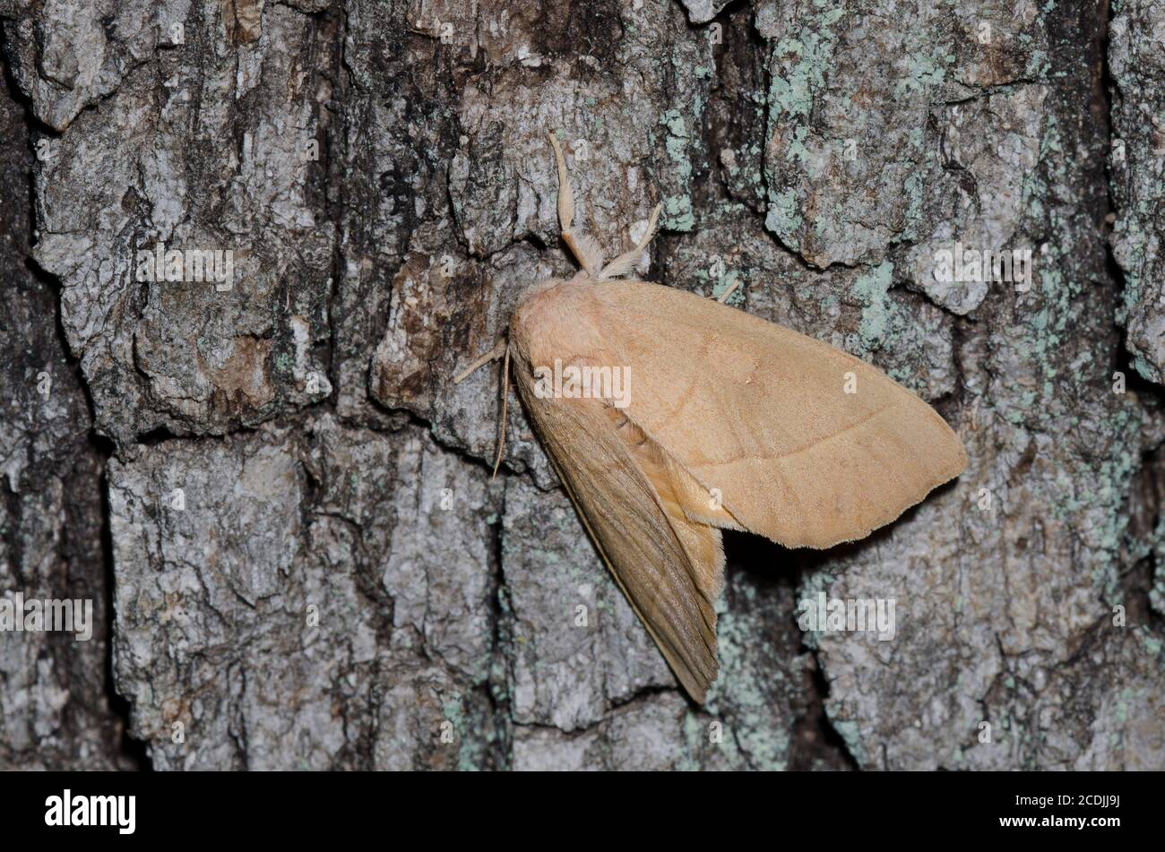 Weiß gepunktete, prominente Nadata gibbosa, bei Nacht Stockfoto