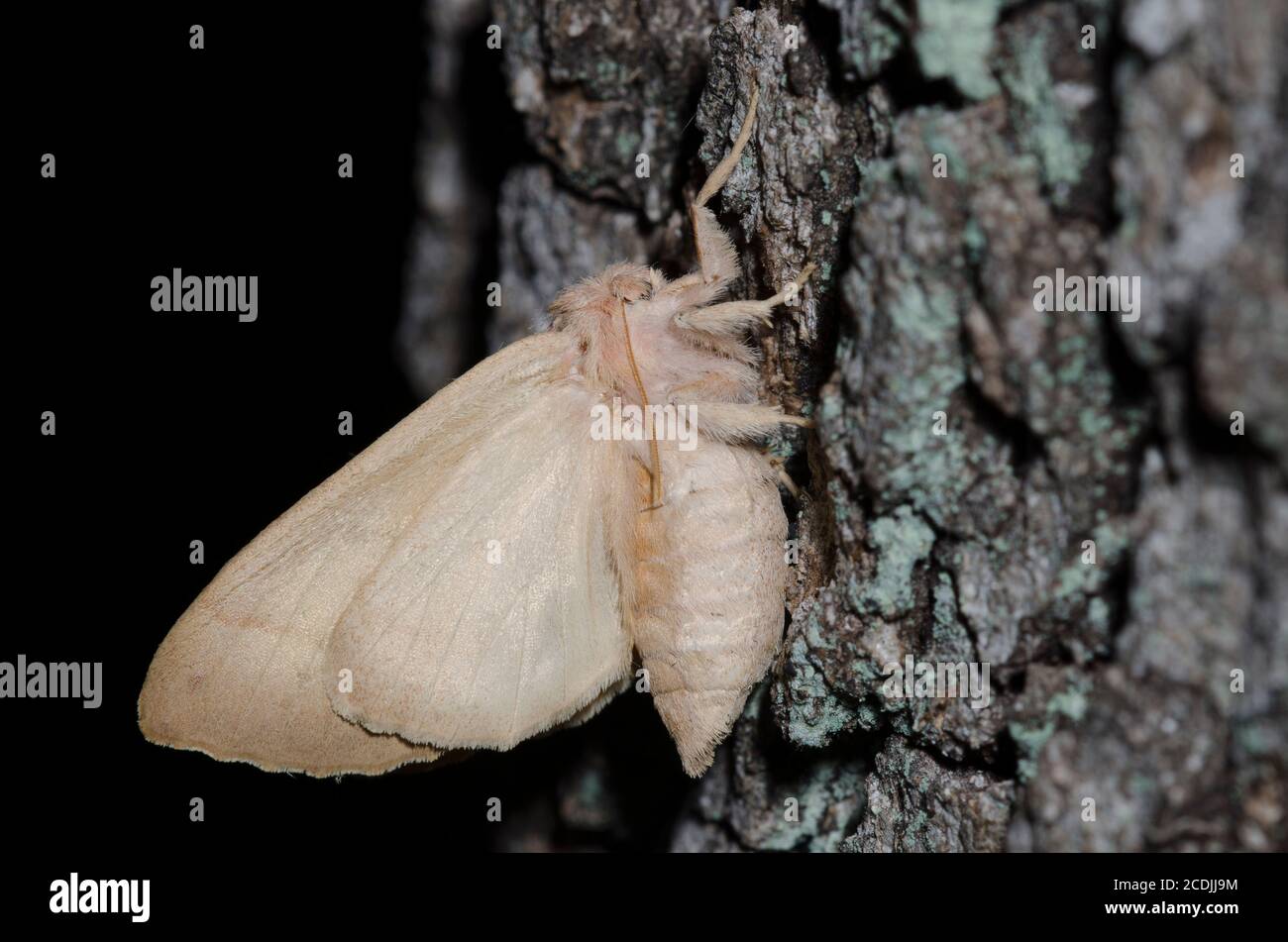 Weiß gepunktete, prominente Nadata gibbosa, bei Nacht Stockfoto